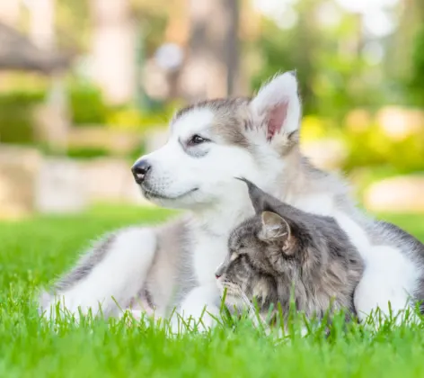 Husky Sitting with Gray Cat Outside on Grass
